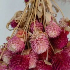 ドライフラワー百日紅〖21日受け付け終了〗