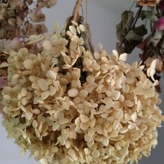 ドライフラワー、アナベル〖21日受け付け終了〗