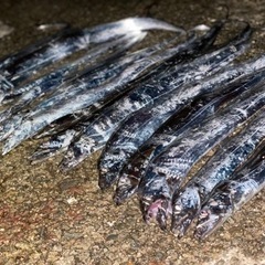釣り仲間募集🙌