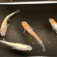 ✨紅灯から生まれた子　5匹の画像