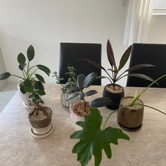 観葉植物6鉢セット