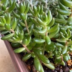 多肉植物　虹の玉の画像