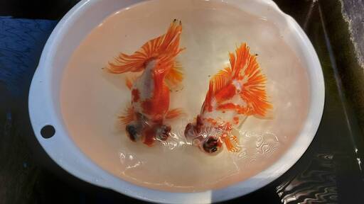 桜蝶尾　四歳（上物親魚）　オスメスペアです。※現物確認可能です。