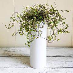 🌱ワイヤープランツ🌱観葉植物