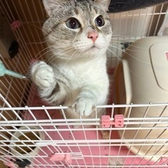 甘えん坊の雑種猫