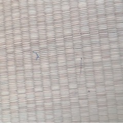 ヒノキ.畳のシングルベッド(国産)の画像