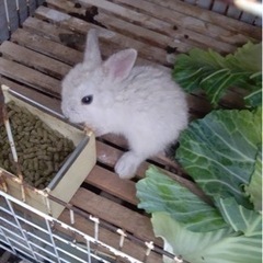 ネザーランドドワーフとのミックス　ウサギ