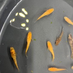 ミックスメダカ（白ラメ系+楊貴妃+ブチメダカ）10匹　含め　ミナ...