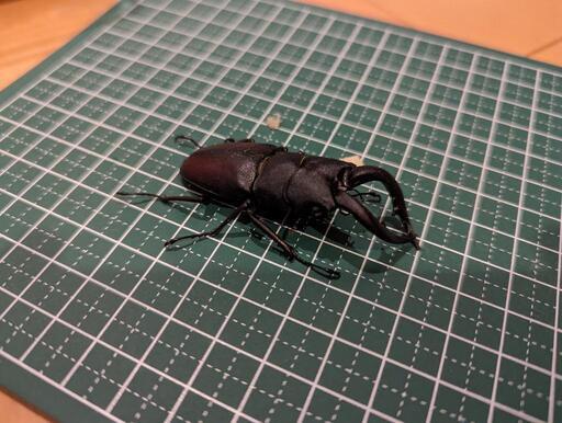 ノコギリクワガタ1匹　ヒラタクワガタ２匹　合計3匹1000円