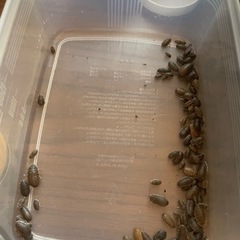 【至急】生き餌　デュビア　合計100匹S〜Lサイズ含めての画像