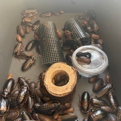 【至急】生き餌　デュビア　合計100匹S〜Lサイズ含めての画像