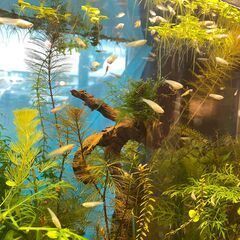 アクアリウムをはじめてみたい方に、、（只今受付停止中です…）の画像