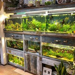 アクアリウムをはじめてみたい方に、、（只今受付停止中です…）の画像