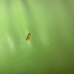 ソファ　の画像