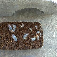 カブトムシ幼虫　の画像