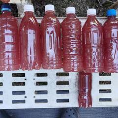 PSB 光合成細菌(500ml)深紅 めだか メダカ