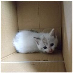 野良猫の猫ちゃんです。
