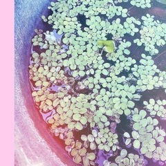 🍀🐠𓂃  ⋆꙳🍀🐠めだか卵付き サルビニアククラータ　𓂃 ⋆꙳ ...