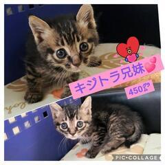 里親様決定 ｱﾘｶﾞﾄｳｺﾞｻﾞｲﾏｼﾀ!!💕キジトラ兄妹💕😻😽...