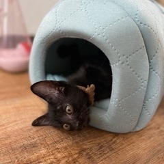 【お話中】7/23(日)小倉南区譲渡会🍀🐾真っ黒子猫　甘えん坊の男の子🐾 - 猫