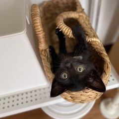 【お話中】7/23(日)小倉南区譲渡会🍀🐾真っ黒子猫　甘えん坊の男の子🐾 - 里親募集