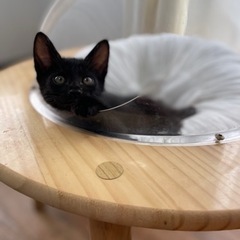 【お話中】7/23(日)小倉南区譲渡会🍀🐾真っ黒子猫　甘えん坊の男の子🐾 − 福岡県
