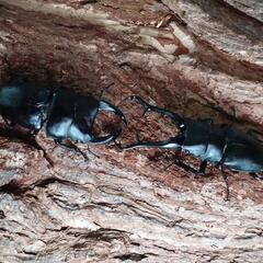 夏休みはココ❗カブトムシ、クワガタの昆虫館です❗