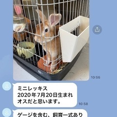 🐇うさぎの里親募集です🌱✨