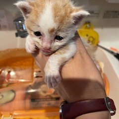 生後2週間の小さな仔猫ちゃん♂