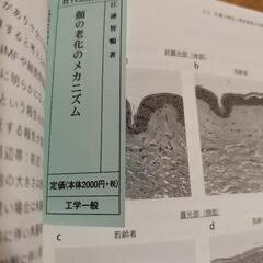 顔の老化のメカニズムの画像
