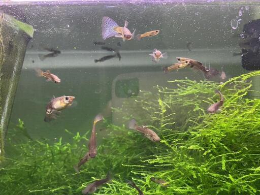 値下げしました!　熱帯魚　水槽一式