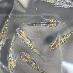 夜桜ゴールド  メダカの卵20＋αの画像