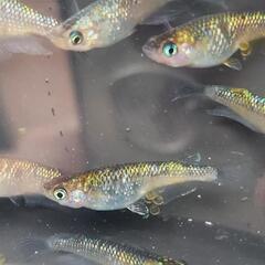 夜桜ゴールド  メダカの卵20＋αの画像