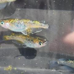 夜桜ゴールド  メダカの卵20＋αの画像