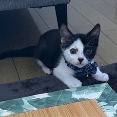 2ヶ月の男の子