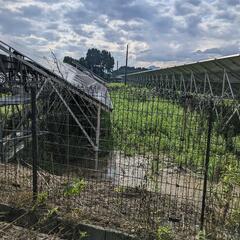 太陽光パネル下草刈り