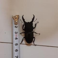 ヒラタクワガタ　3匹セットの画像
