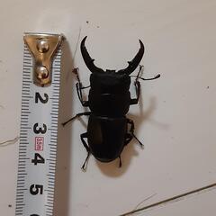 ヒラタクワガタ　3匹セット