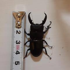 ヒラタクワガタ　3匹セットの画像