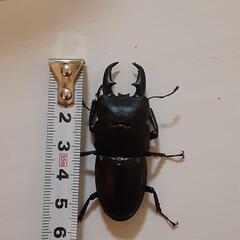 ヒラタクワガタ　