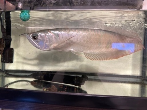 シルバーアロワナ