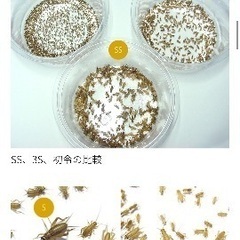 ヨーロッパイエコオロギ（イエコ）　4mm程度100匹　直接引き取りの画像