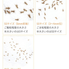 ヨーロッパイエコオロギ（イエコ）　4mm程度100匹　直接引き取りの画像