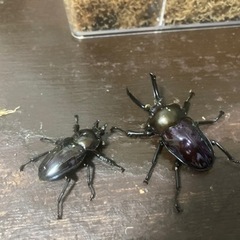 ニジイロクワガタ　紫紺ペアの画像