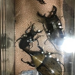 クワガタ採取など一緒に行きませんか？