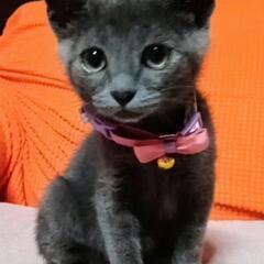 兄妹譲渡完了しました(*^-^)感謝❣️