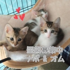 7月29日❤︎岐阜市❤︎猫の譲渡会