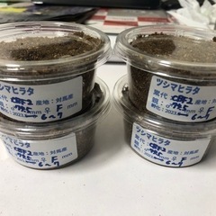 【4匹セット】ツシマヒラタクワガタ　幼虫