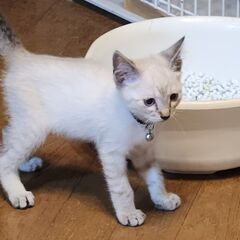 シャム風の毛色に青い目の女の子　ピッピ