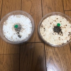 クワガタ　オオクワガタ幼虫2匹